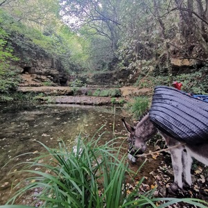 un âne qui boit à la rivière