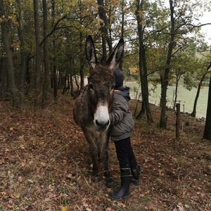 un âne pour un anniversaire