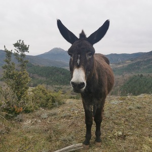 un âne pour les longs séjours