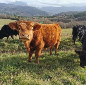 une vache